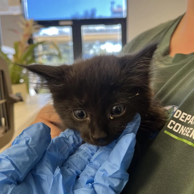 A baby small-sized male Black Domestic Medium Hair cat named Edward for adoption in West Palm Beach, FL