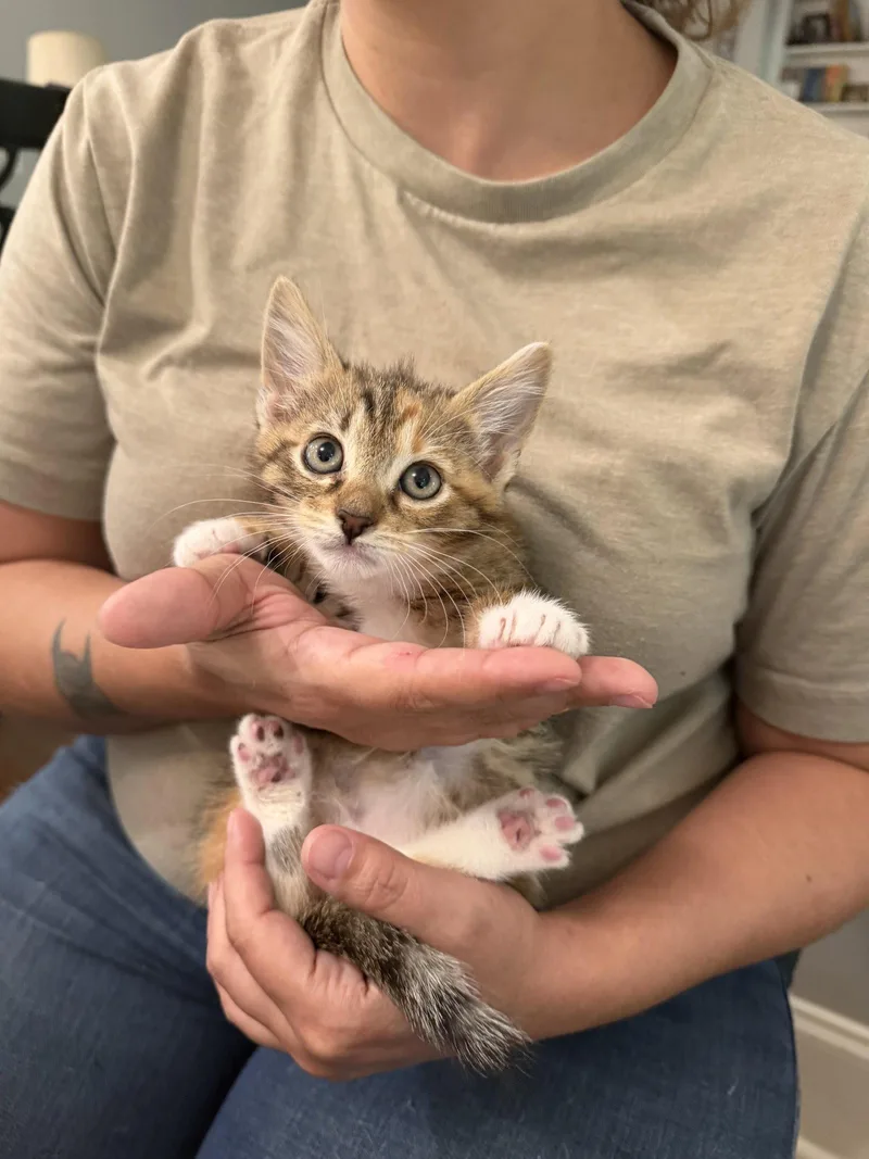 A young medium-sized female Domestic Short Hair cat named Nose for adoption in Camden, SC