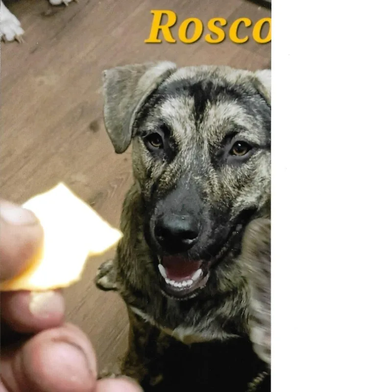 Roscoe