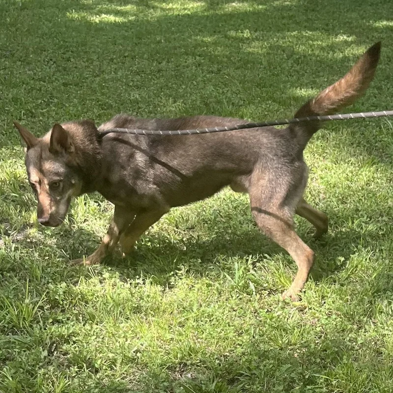 Wolfie > Bleeding Heart thumbnail 5