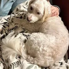An adult small-sized male White / Cream Poodle dog named Marley for adoption in Bellingham, WA