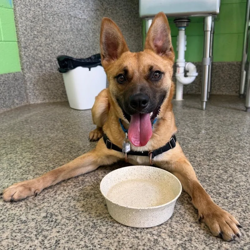 A young medium-sized male Brown / Chocolate Shepherd dog named Spud for adoption in Falls Church, VA