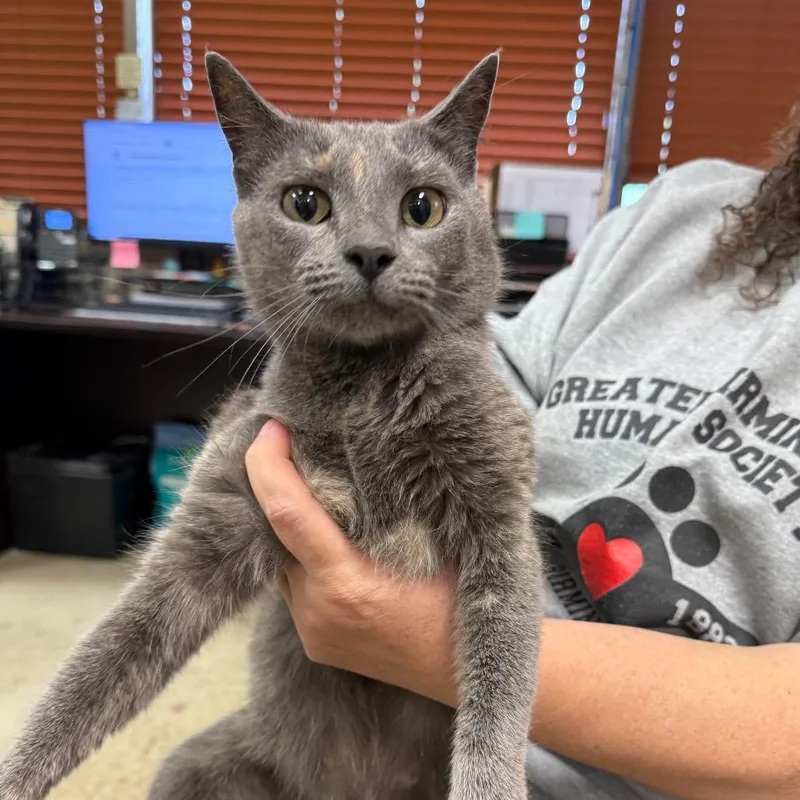 An adult medium-sized female Tortoiseshell Domestic Short Hair cat named Skylar for adoption in Birmingham, AL