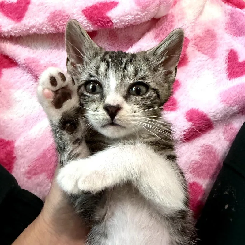 A baby small-sized female Brown / Chocolate Domestic Short Hair cat named Kiara for adoption in Orlando, FL
