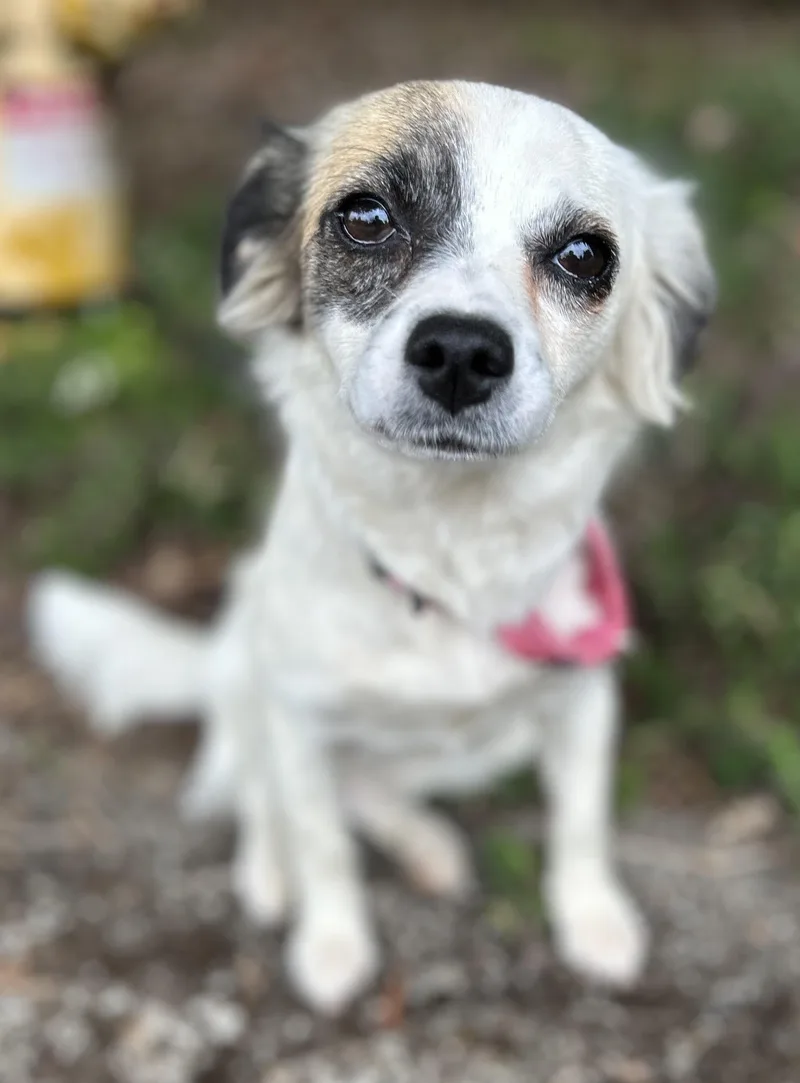 An adult small-sized female Pomeranian dog named Pearl for adoption in Tigard, OR