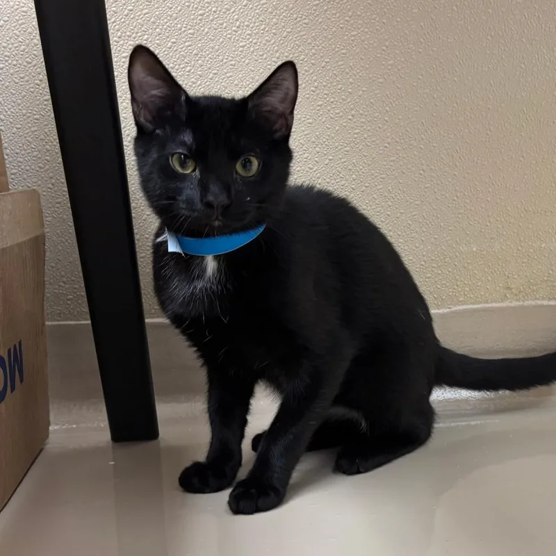 A baby medium-sized male Black Domestic Short Hair cat named Scooby for adoption in Mebane, NC