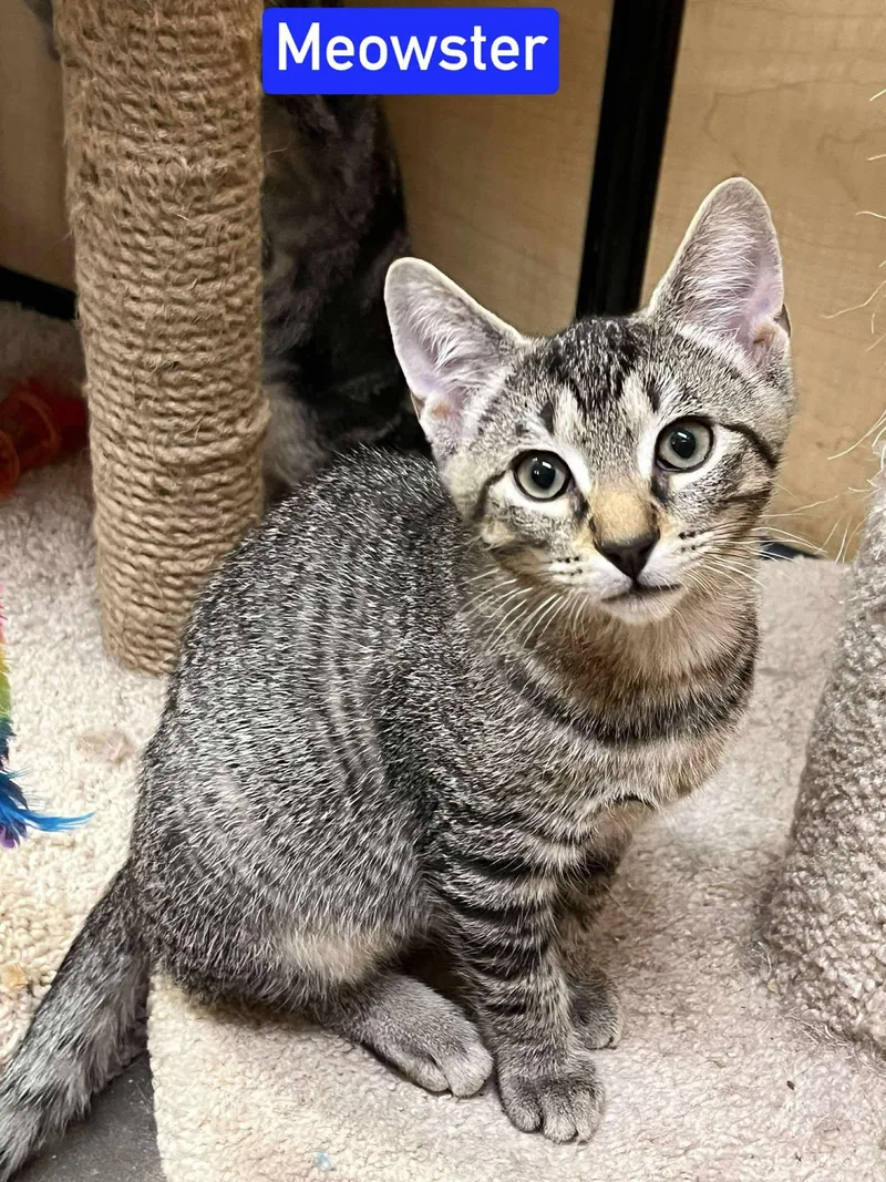 Mr. Meowster thumbnail 2