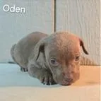 Oden