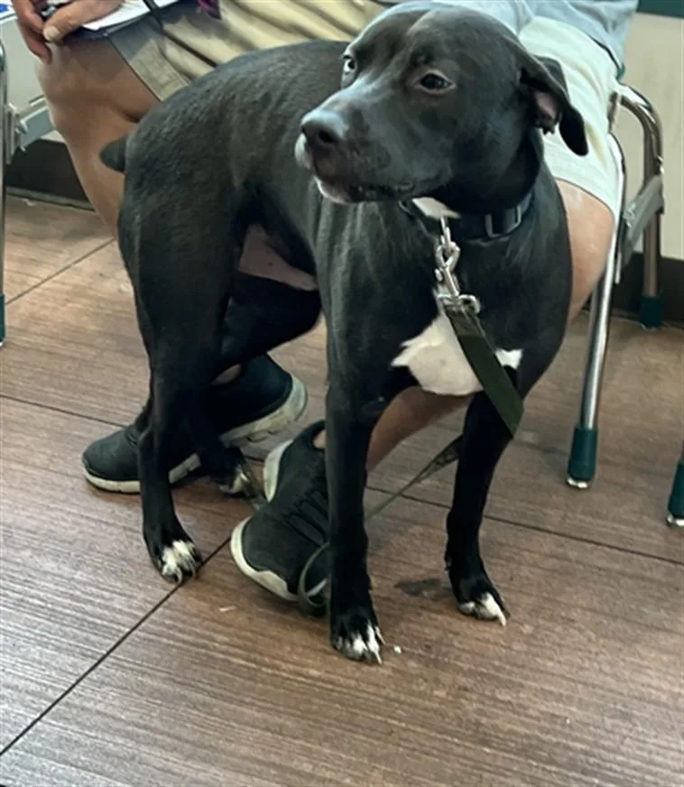 A young medium-sized male American Staffordshire Terrier dog named Bee for adoption in Chatsworth, CA