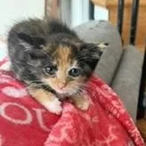 A baby medium-sized female Calico Domestic Short Hair cat named Seward for adoption in Richmond, VA