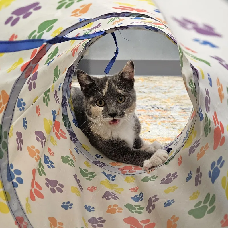 A baby small-sized female Dilute Calico Domestic Short Hair cat named Otter for adoption in Endicott, NY