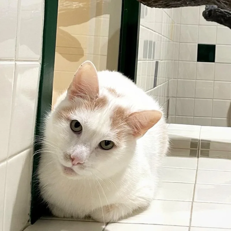 An adult large-sized male White Domestic Short Hair cat named Hollander for adoption in Gordonsville, TN