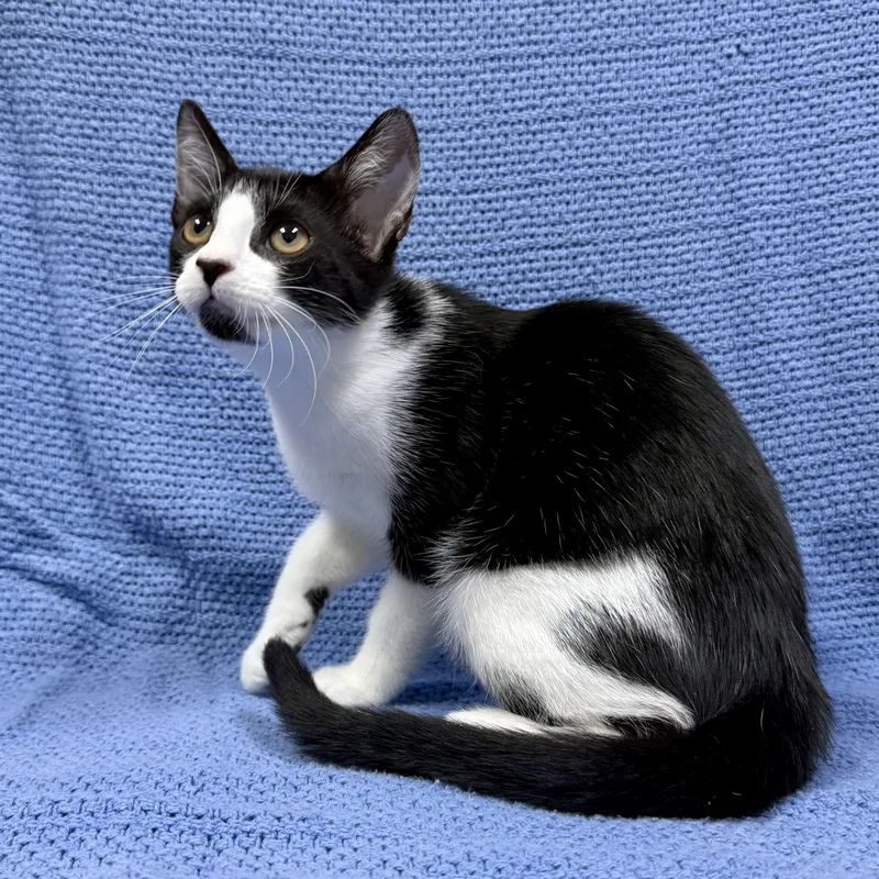 A baby medium-sized female Black & White / Tuxedo Domestic Short Hair cat named LaVelle for adoption in Murphysboro, IL