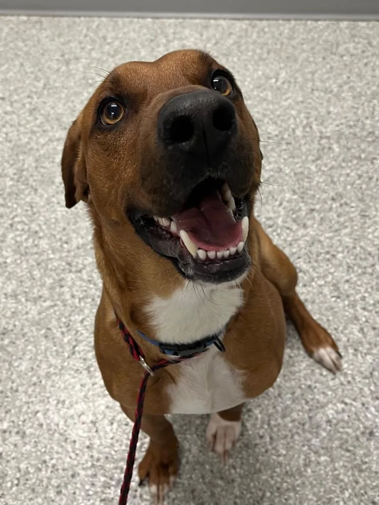 A young medium-sized male Hound dog named Elvis Presley for adoption in Auburn, IN