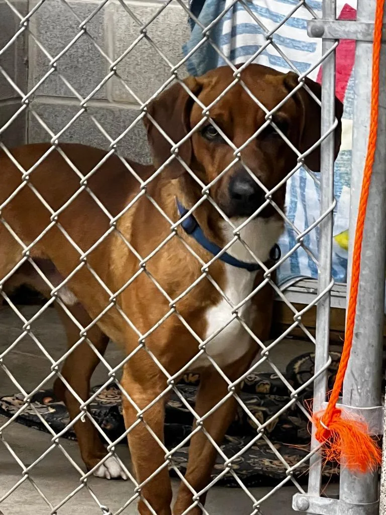 Elvis Presley thumbnail 2