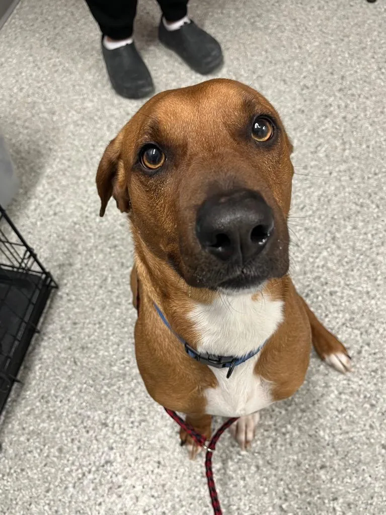 Elvis Presley thumbnail 3