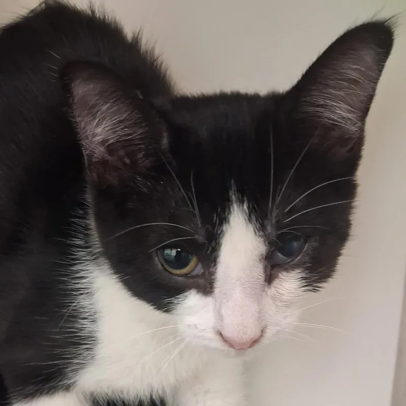 A baby medium-sized female Black & White / Tuxedo Domestic Short Hair cat named Meowchi for adoption in Ridgway, CO