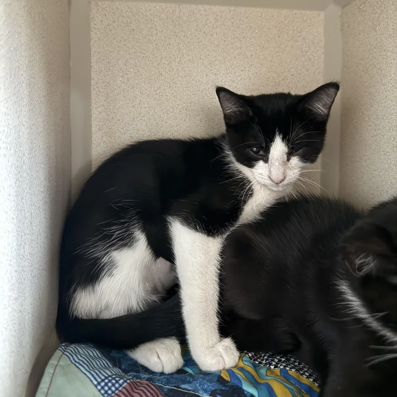 Meowchi thumbnail 2