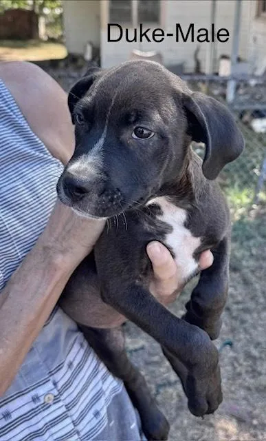 A baby medium-sized male Labrador Retriever dog named Duke for adoption in Manchester, CT
