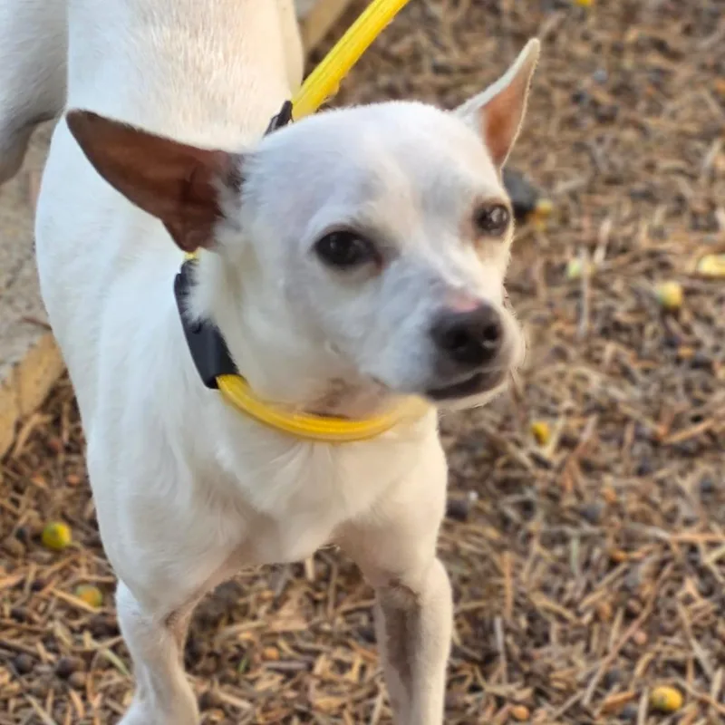 Scout  Chino Hills thumbnail 2