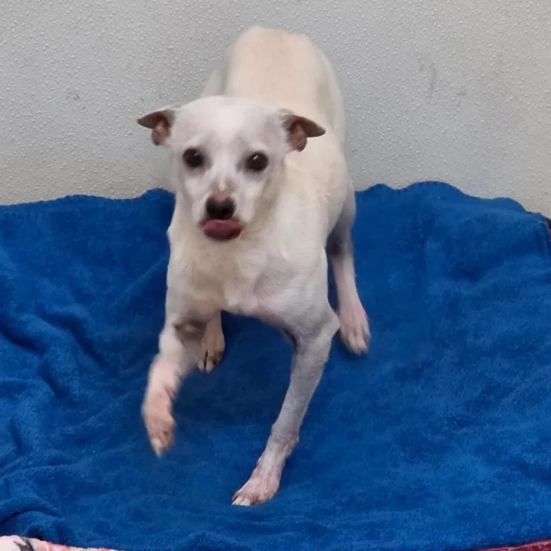 Scout  Chino Hills thumbnail 3