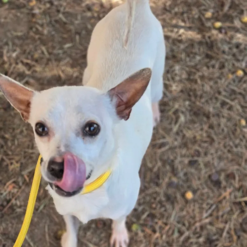 Scout  Chino Hills thumbnail 4