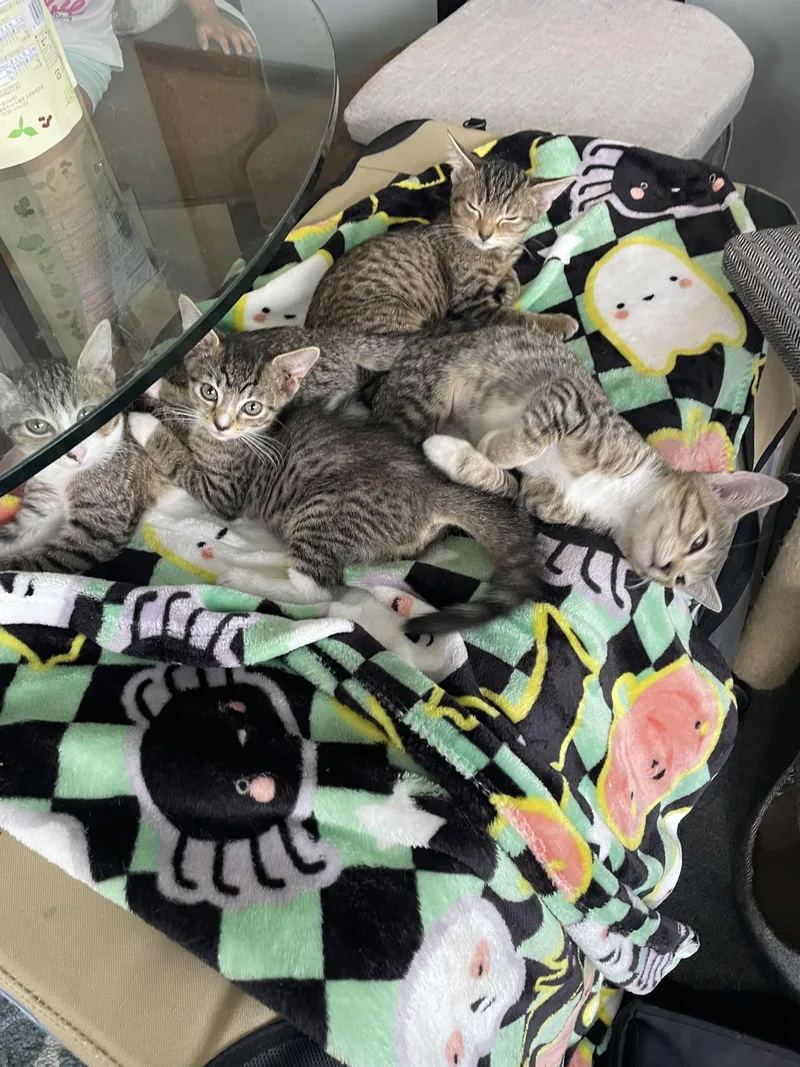 A baby small-sized male Domestic Short Hair cat named Baby for adoption in Honolulu, HI