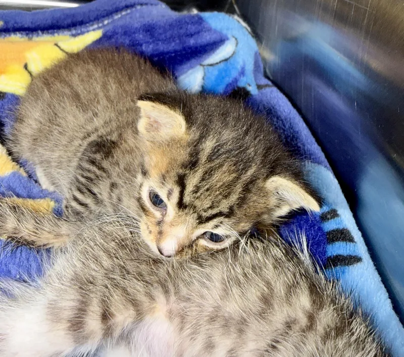 Baby thumbnail 4