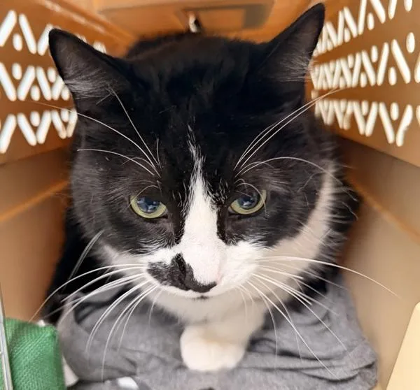 An adult small-sized male Domestic Short Hair cat named Oreo Boy for adoption in Ridgewood, NY