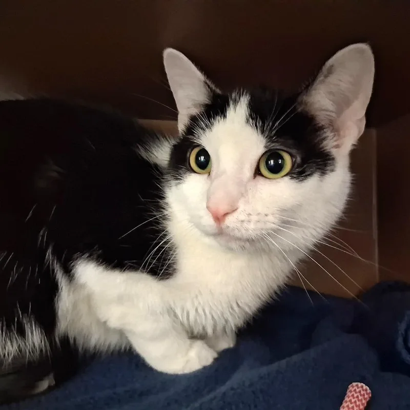 A young medium-sized female Black Domestic Short Hair cat named Sapphire for adoption in Middlebury, VT