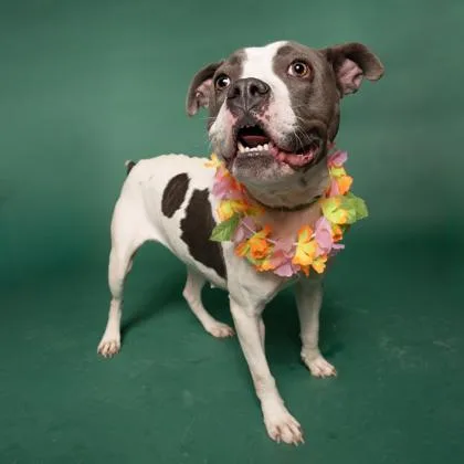 An adult medium-sized female Pit Bull Terrier dog named Boo Berry for adoption in Atlanta, GA