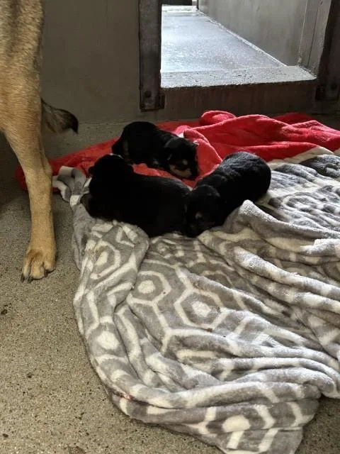 A baby small-sized male German Shepherd Dog dog named Jude for adoption in San Bernardino, CA