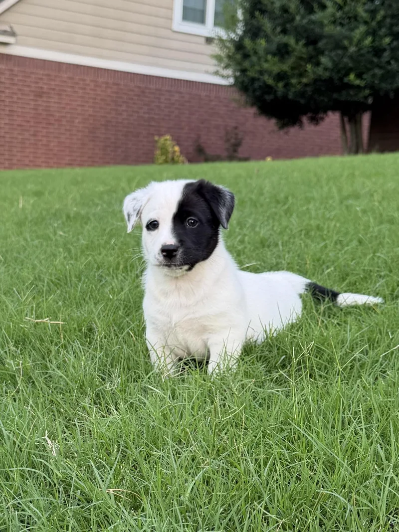 A baby medium-sized female Black Australian Shepherd dog named Daisy for adoption in Cordova, TN