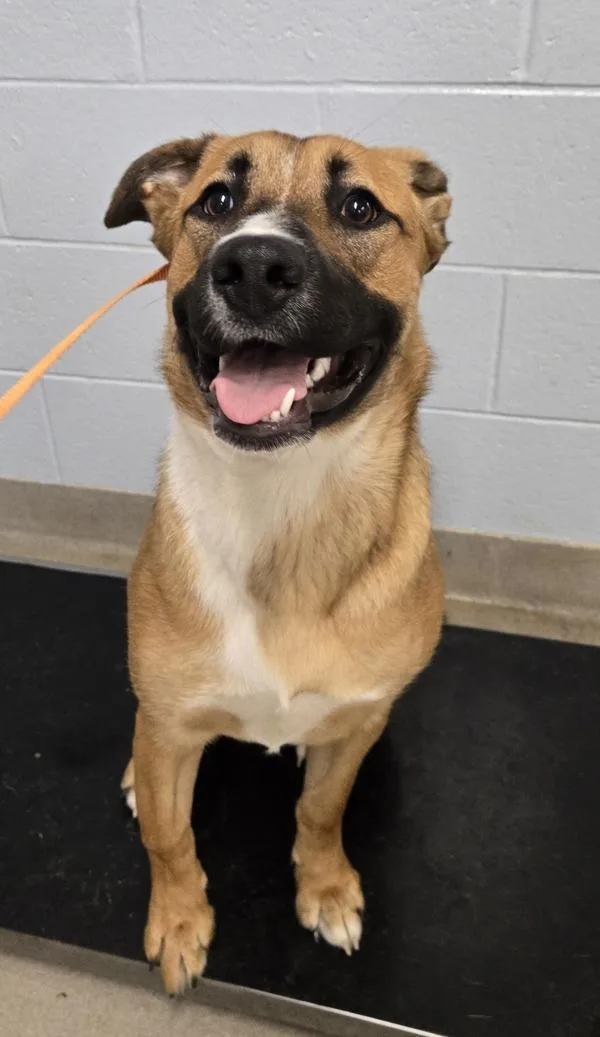 A young medium-sized female German Shepherd Dog dog named Lola for adoption in Millersville, MD