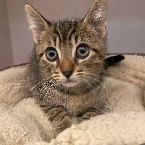 A baby small-sized male Brown / Chocolate Domestic Short Hair cat named Ernest Hemingway for adoption in Dayton, OH