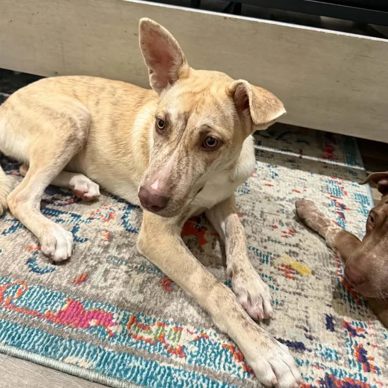 A baby medium-sized female Mixed Breed dog named Pixie for adoption in Barrington, NH