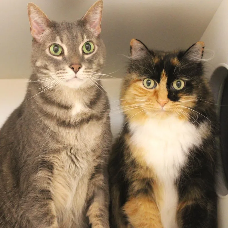 A senior large-sized female Calico Domestic Long Hair cat named Riley for adoption in Champaign, IL