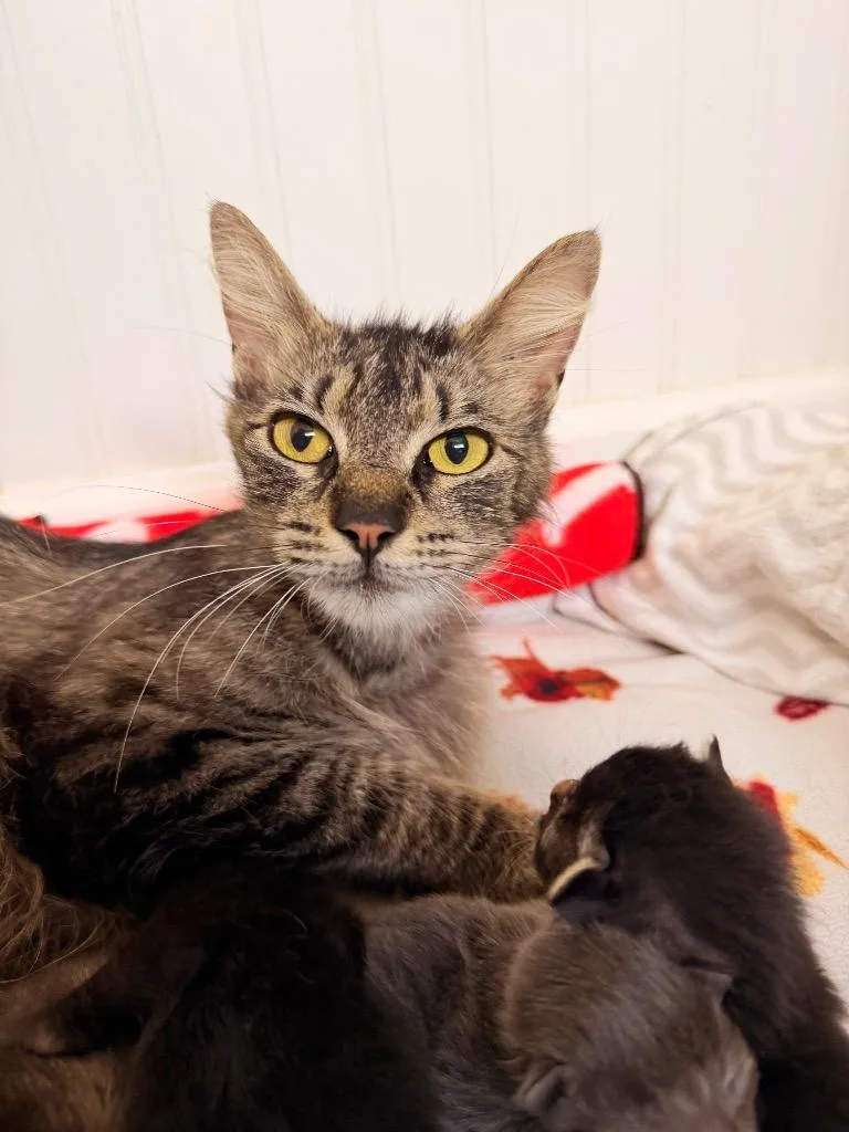 A young small-sized female Domestic Short Hair cat named Paloma for adoption in Thousand Oaks, CA