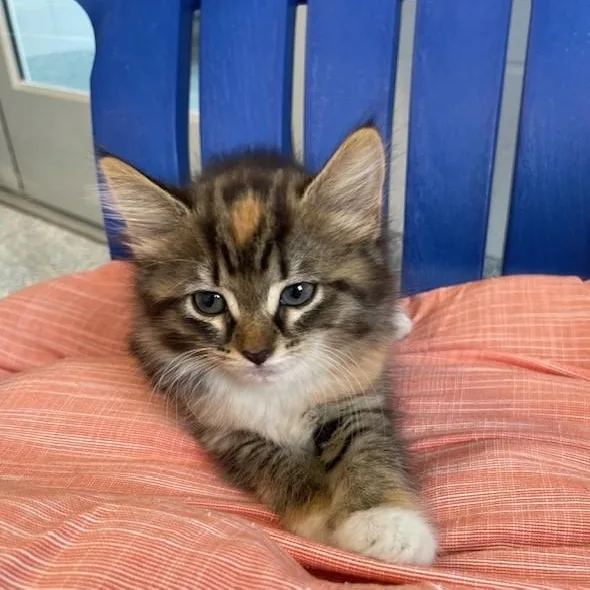 A baby medium-sized female Torbie Domestic Short Hair cat named Fiora for adoption in Stafford, VA