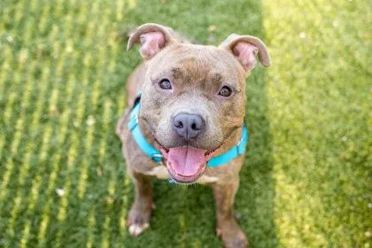 An adult large-sized female American Staffordshire Terrier dog named Ferrari Blue for adoption in Woodbury, MN