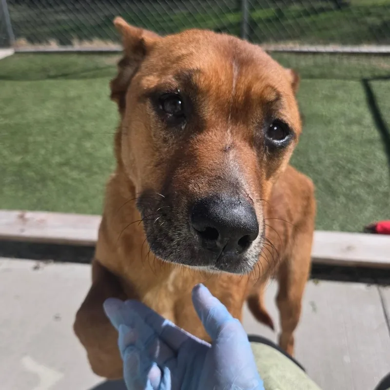 Lcpeachy thumbnail 2