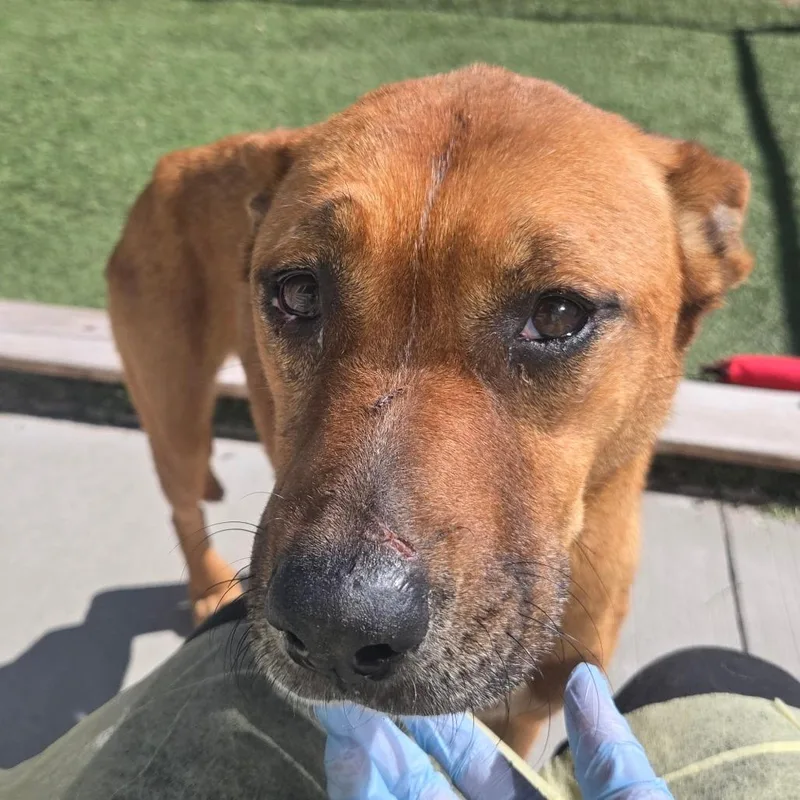 Lcpeachy thumbnail 4