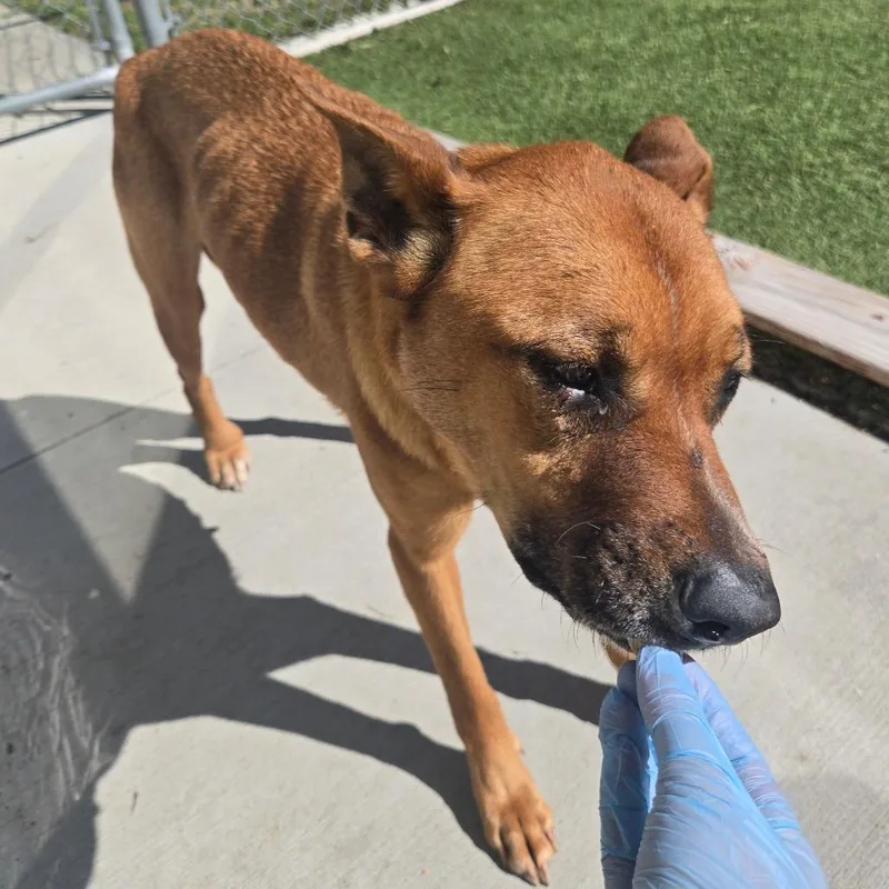 Lcpeachy thumbnail 6