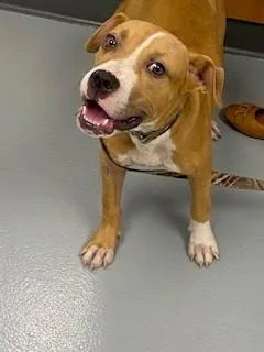 A young medium-sized female Mixed Breed dog named Beans for adoption in Saint Cloud, FL