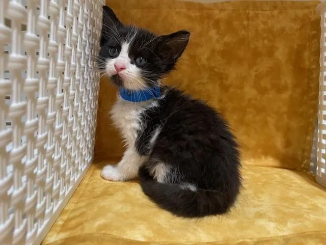A young small-sized male Domestic Short Hair cat named Oreo for adoption in Riverside, CA