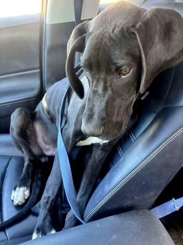 A baby large-sized male Great Dane dog named Dimitri for adoption in Windsor, CO