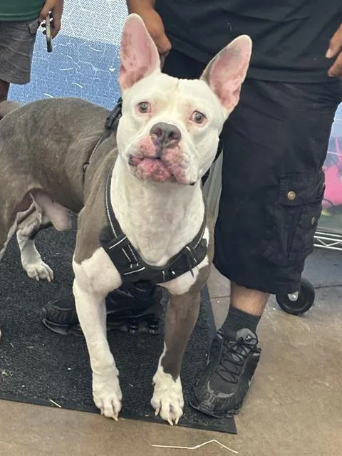 An adult large-sized male Mixed Breed dog named Buddy for adoption in Dallas, TX