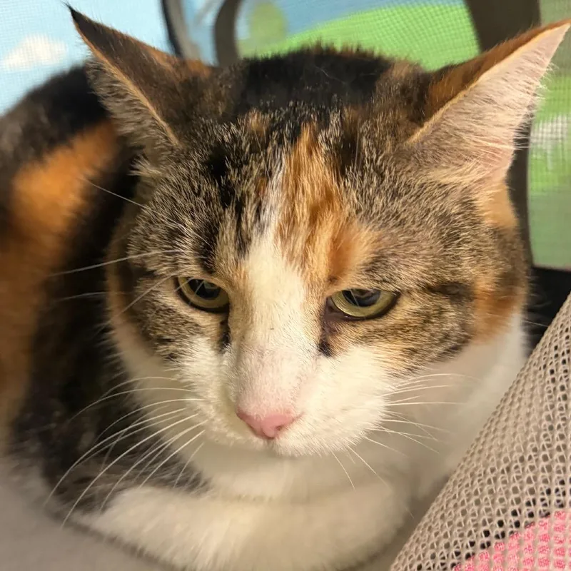 An adult small-sized female Brown / Chocolate Domestic Short Hair cat named Patty for adoption in Tampa, FL