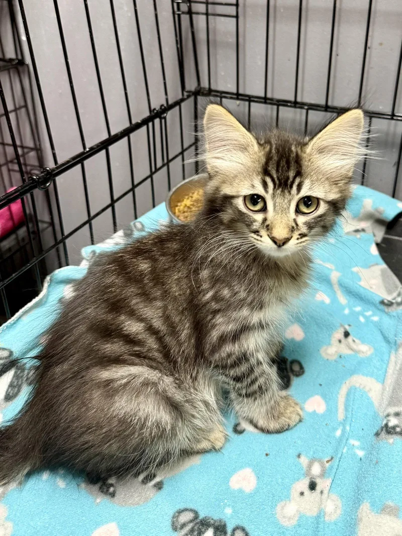 A baby medium-sized male Domestic Medium Hair cat named Cat  Kirby for adoption in GILBERTS, IL