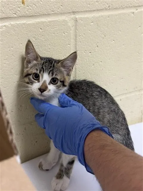 A baby small-sized female Domestic Short Hair cat named Brownie for adoption in Sacramento, CA